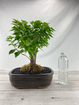 Bougainvillea