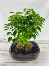 Bougainvillea