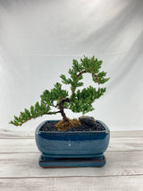 Juniper