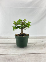Jade