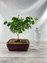 Brazilian Rain Tree