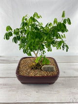 Brazilian Rain Tree