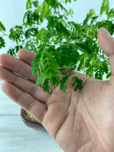 Brazilian Rain Tree