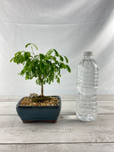 Brazilian Rain Tree