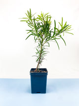 Buddhist Pine