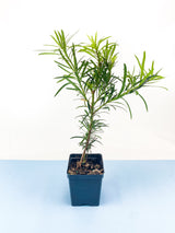 Buddhist Pine