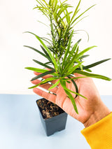 Buddhist Pine