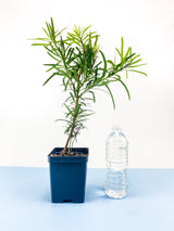 Buddhist Pine