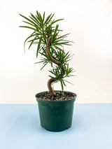 Buddhist Pine