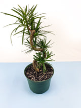 Buddhist Pine