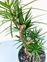 Buddhist Pine