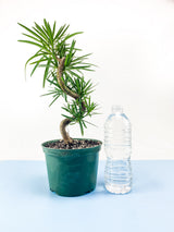 Buddhist Pine