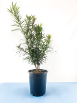 Buddhist Pine