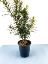 Buddhist Pine