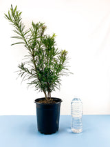 Buddhist Pine