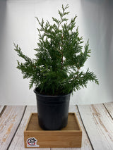 White Cedar
