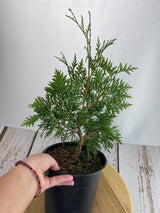 White Cedar