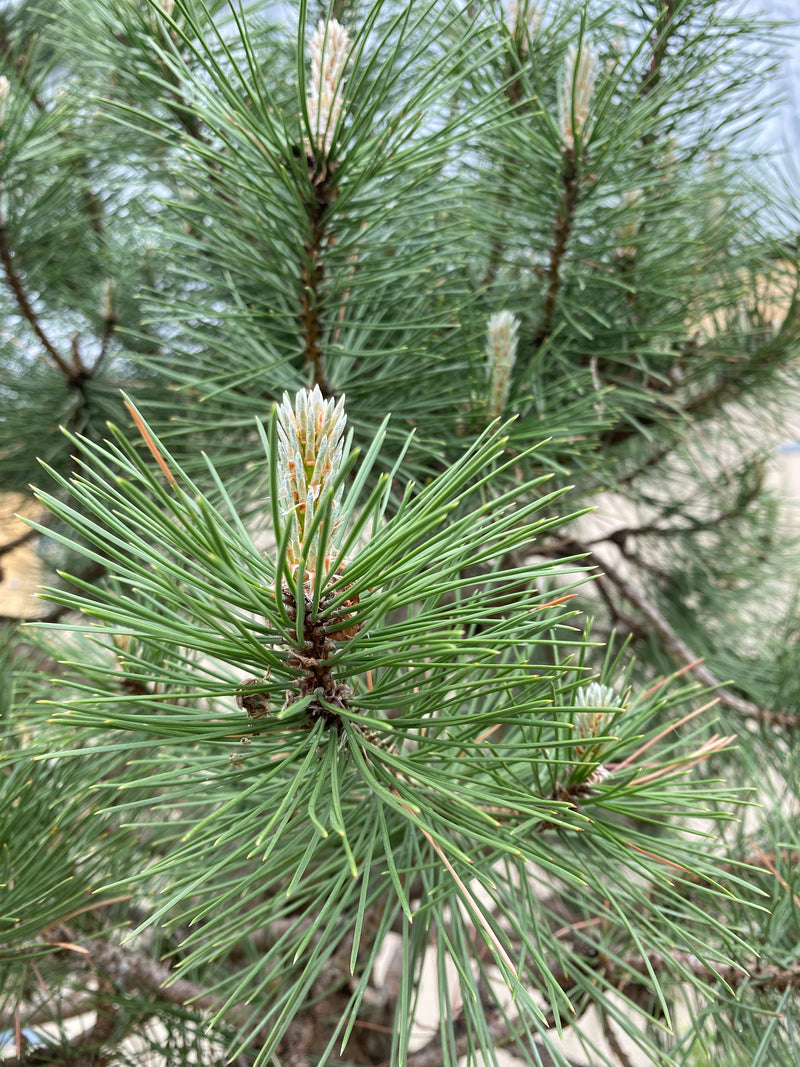 Austrian Pine Specimen