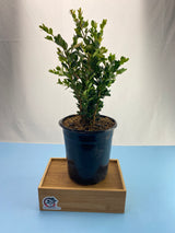 Boxwood