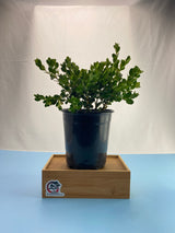 Boxwood