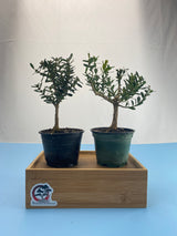 Boxwood