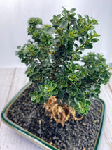 Japanese Holly