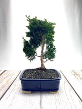 Hinoki Cypress