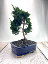 Hinoki Cypress