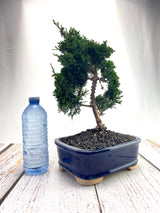 Hinoki Cypress