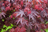 Japanese Maple (Acer Palmatum + var)