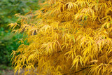 Japanese Maple (Acer Palmatum + var)