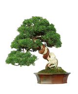Juniper