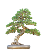 Mugo Pine Dwarf