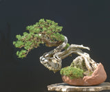 Mugo Pine Dwarf