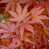 Japanese Maple (Acer Palmatum + var)