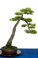 Scots Pine