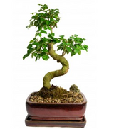 Privet