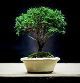 Hinoki Cypress
