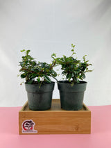 Fukien Tea