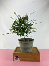 Fukien Tea