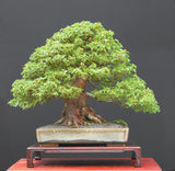 Trident Maple