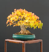 Trident Maple
