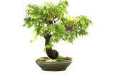 Trident Maple