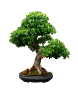 Trident Maple