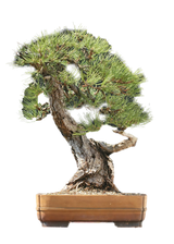 Austrian Pine
