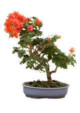Bougainvillea