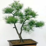White Pine