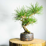 White Pine