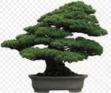 White Pine