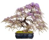 Wisteria